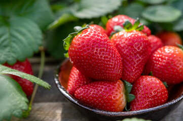 New harvest of ripe red sweet strawberry on farmer fiels and green leaves of strawberry plants close up