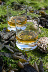 Tasting of single malt or blended Scotch whisky and seabed at low tide with algae, stones and oysters on background, private whisky tours in Scotland, UK