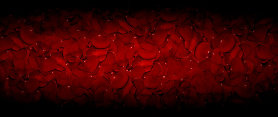 Red Rose Petals Background - High quality photo