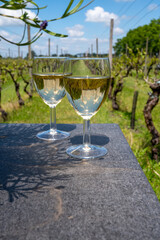 Tasting of Dutch white wine served outdoor on green meadow with vineyard, wine production in Netherlands