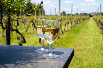 Tasting of Dutch white wine served outdoor on green meadow with vineyard, wine production in Netherlands