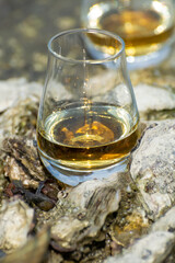 Tasting of single malt or blended Scotch whisky and seabed at low tide with algae, stones and oysters on background, private whisky tours in Scotland, UK