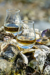 Tasting of single malt or blended Scotch whisky and seabed at low tide with algae, stones and oysters on background, private whisky tours in Scotland, UK