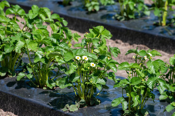 Plantations of blossoming strawberry plants growing outdoor on soil covered with plastic film