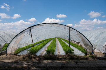Plantations of blossoming strawberry plants growing in open greenhouse constructions covered with plastic film