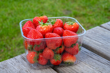 Red ripe Dutch strawberry, new harvest, ready to eat