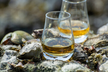 Tasting of single malt or blended Scotch whisky and seabed at low tide with algae, stones and oysters on background, private whisky tours in Scotland, UK