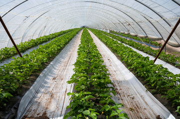 Plantations of blossoming strawberry plants growing in open greenhouse constructions covered with plastic film