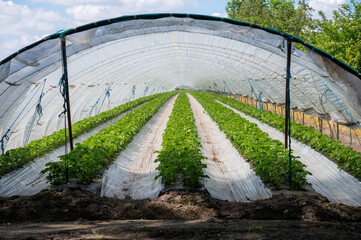 Plantations of blossoming strawberry plants growing in open greenhouse constructions covered with plastic film