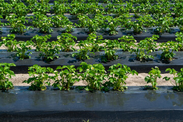 Fototapeta na wymiar Plantations of blossoming strawberry plants growing outdoor on soil covered with plastic film