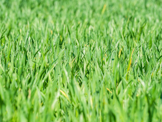 Natural fresh green grass texture background