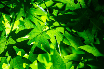 Fresh green leaves for the natural background and wallpaper