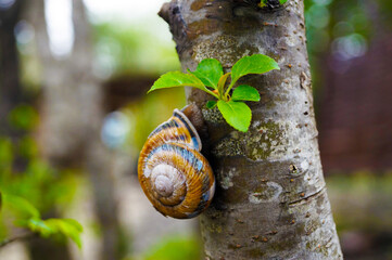 Snail on a tree