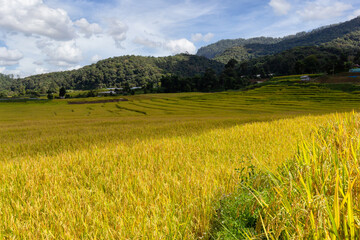 Green Terraced Rice Field in Mae Klang Luang, Chiang Mai