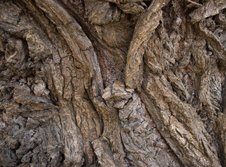 A close-up of the bark of an old tree 