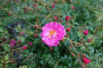 rosa canina dog-rose