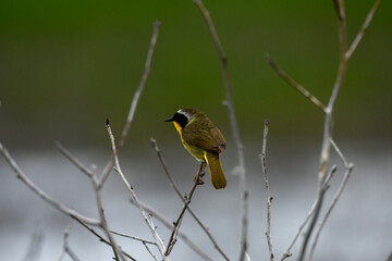 Common Yellowthroat Perched on a Branch