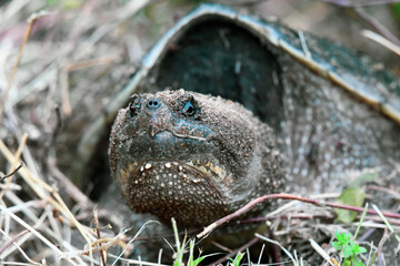 Common Snapping Turtle of Judgement