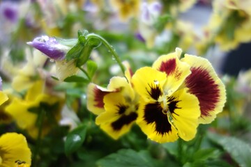 pansy with yellow petals in rain
