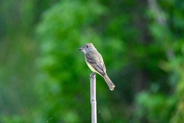 Great Crested Flycatcher Perched on a Reed