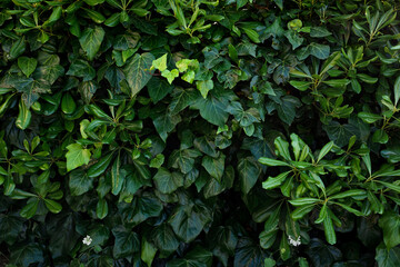 Obraz premium Beautiful green leaves background.