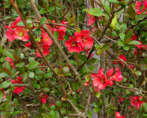 Red flowers bloomed in spring 
