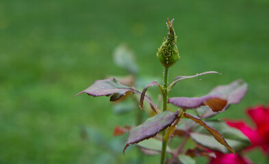 Rose bud with aphids.