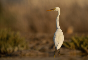 The western reef heron is also called the western reef egret