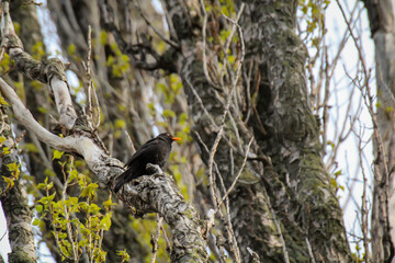 Portrait einer auf einem Baum sitzenden Amsel.