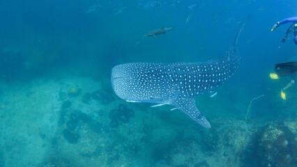 Fototapeta premium whale shark