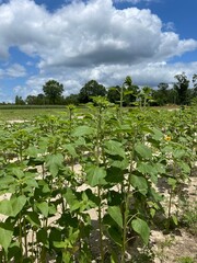 rural Florida sunflower farm