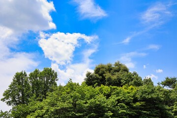 Fototapeta na wymiar 晴れた青空に浮かぶ雲と森