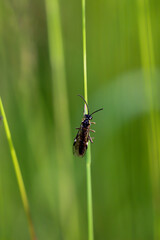 Eine Nahaufnahme einer Fliege oder eines fliegenähnliches Insektes.