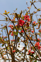 Red flowers bloomed in spring 