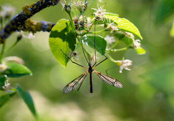 Eine Schnaken, Schneider sitzt in einem Busch.