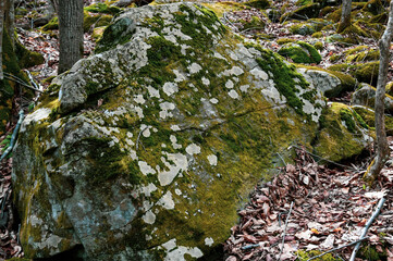 A Mossy Stone in the Mountains