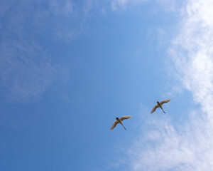 Fototapeta na wymiar Two swans fly in the blue sky