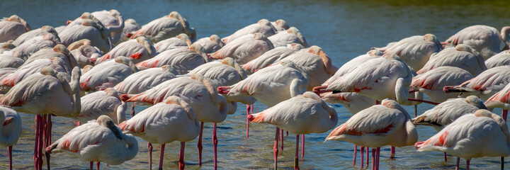 Panoramic close-up of a group of Greater Flamingos (Phoenicopterus roseus) in the Camargue, Bouches du Rhone, South of France