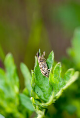 Nahaufnahme eines R&uuml;sselk&auml;fers. Curculionidae geh&ouml;ren zu den K&auml;fern.