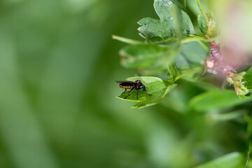Eine Nahaufnahme einer Fliege oder eines fliegenähnliches Insektes.