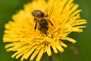 Biene beim Nektar sammeln auf einer Blüte Makro
