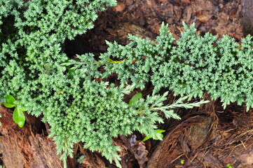 Oregon cedar growing up on coconut bract