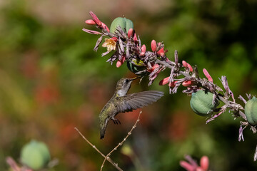 Costa's Hummingbird (Calypte costae) in Flight Feeding on Red Yucca (Hesperaloe parviflora) Blooms