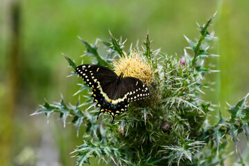 Black Swallowtail Butterfly Feeding on a Flower