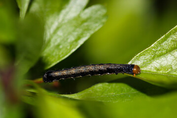 Nahaufnahme einer Raupe, Larve eines Schmetterlings.