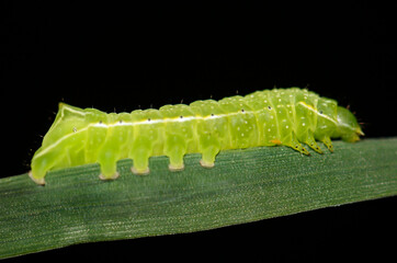 Die Raupe einer Pyramideneule an einerm Busch. 