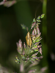 Nahaufnahme von Wanzen. Wanzen sind Insekten und gehören zur Ordnung der Schnabelkerfe.