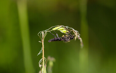 Eine Nahaufnahme einer Fliege oder eines fliegenähnliches Insektes.
