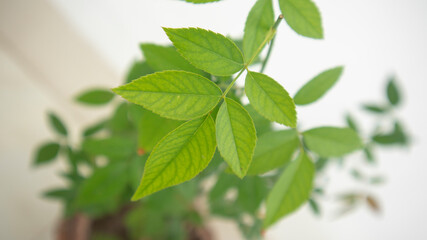 Macro shoot of Green Leaves of Beautiful Red Rose Plant at indoor garden in Dhaka, Bangladesh. This picture has taken from indoor garden with canon eos m50
