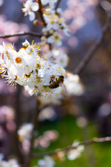 Plum blossoms with a bee on them 